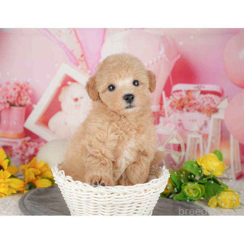 販売中の千葉県のビションプー:ビションフリーゼ×トイプードル-428944の4枚目