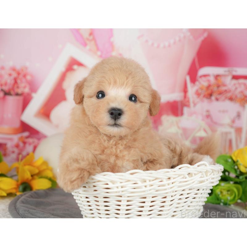 販売中の千葉県のビションプー:ビションフリーゼ×トイプードル-428944の3枚目