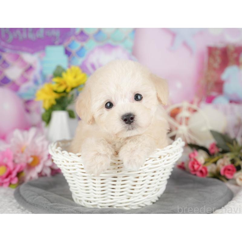 販売中の千葉県のタイニープードル-428934