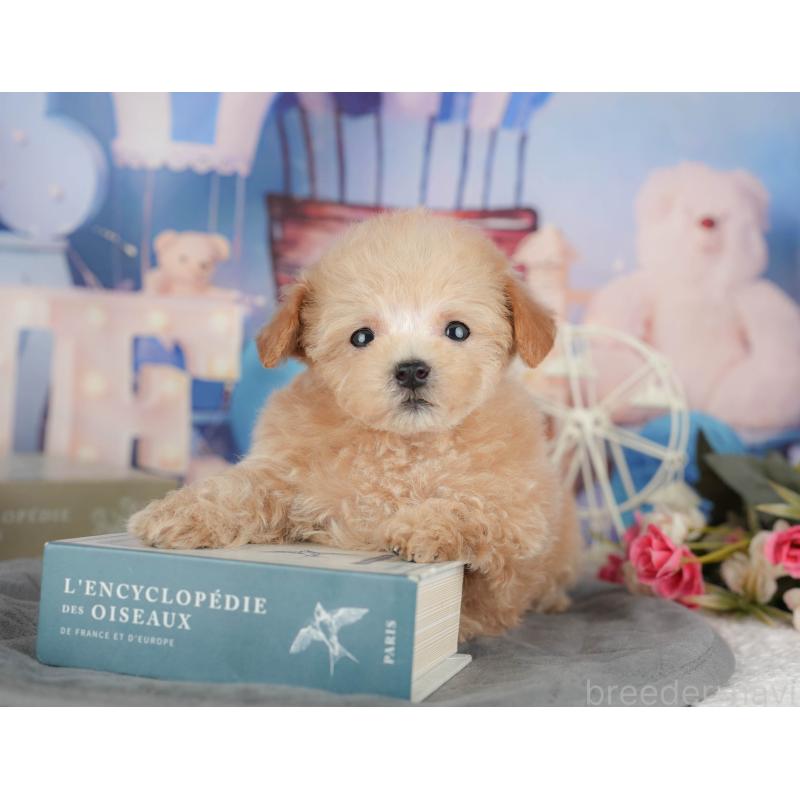 販売中の千葉県のタイニープードル-428717の1枚目