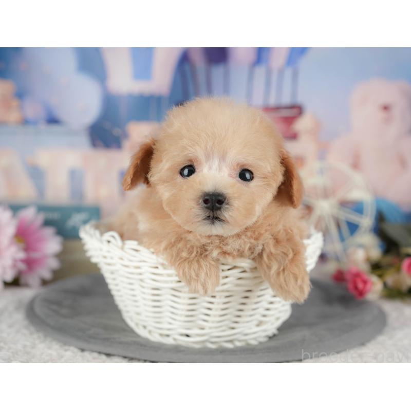 販売中の千葉県のタイニープードル-428717の11枚目