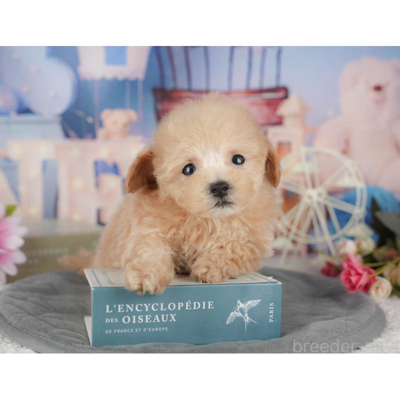 販売中の千葉県のタイニープードル-428717の10枚目