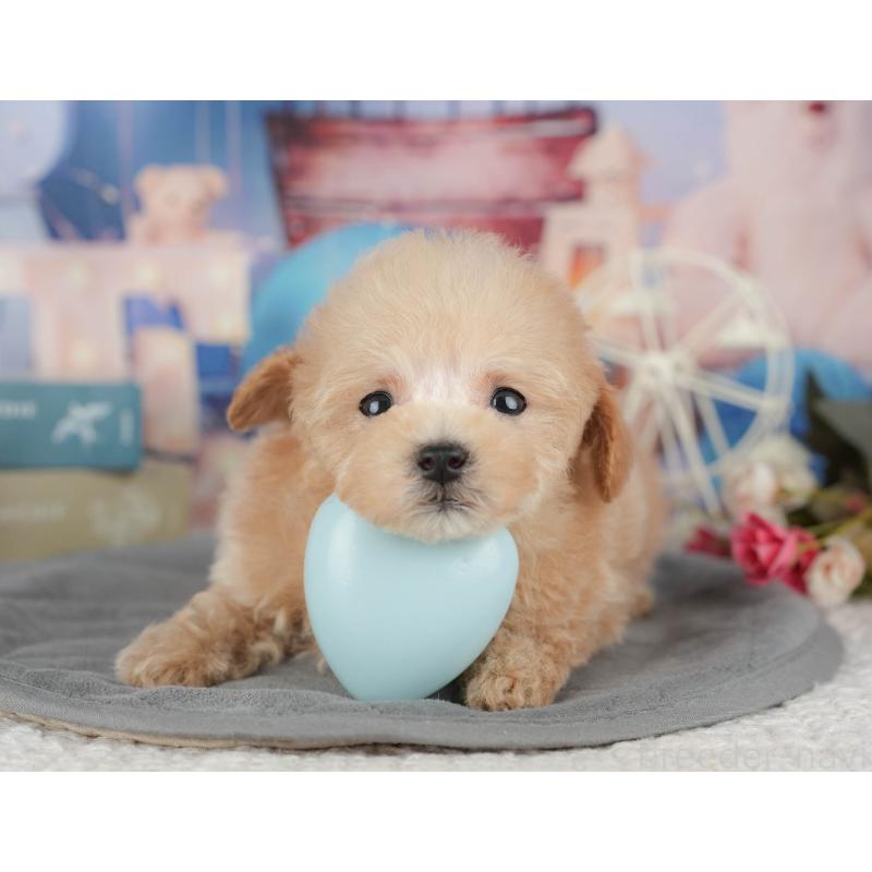 販売中の千葉県のタイニープードル-428717の9枚目