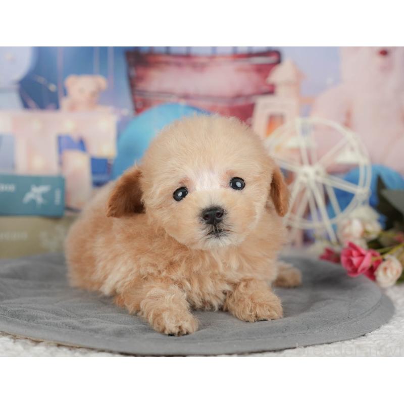 販売中の千葉県のタイニープードル-428717の8枚目