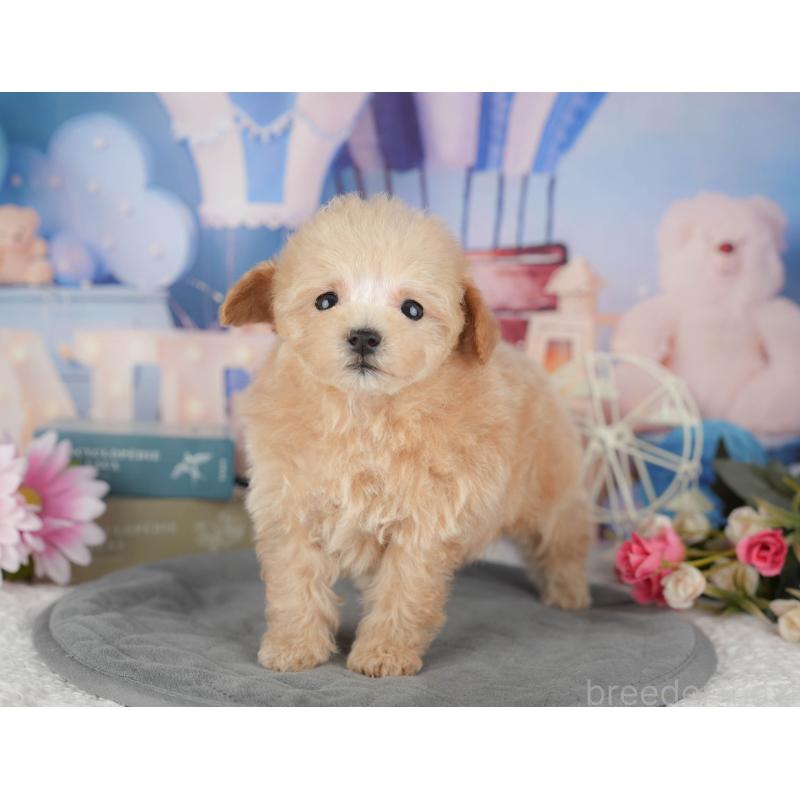 販売中の千葉県のタイニープードル-428717の7枚目