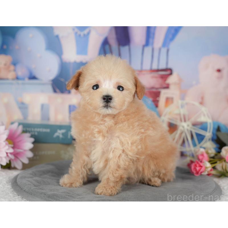 販売中の千葉県のタイニープードル-428717の6枚目