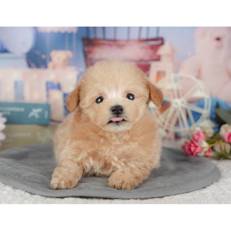 販売中の千葉県のタイニープードル-428717の5枚目