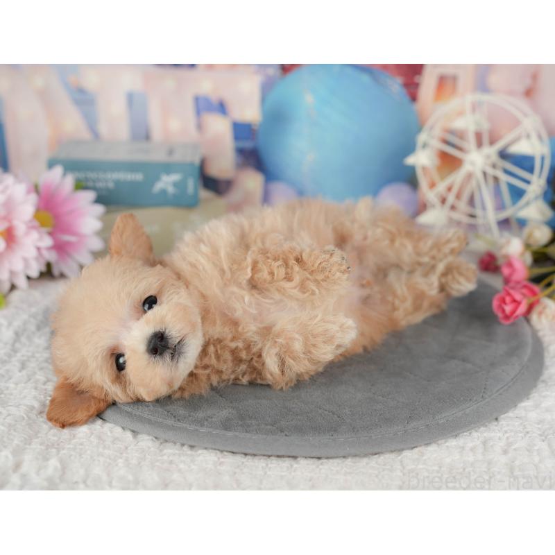 販売中の千葉県のタイニープードル-428717の4枚目