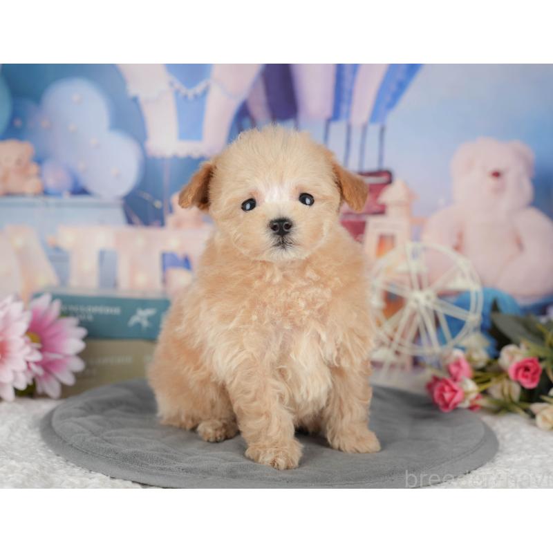 販売中の千葉県のタイニープードル-428717の3枚目