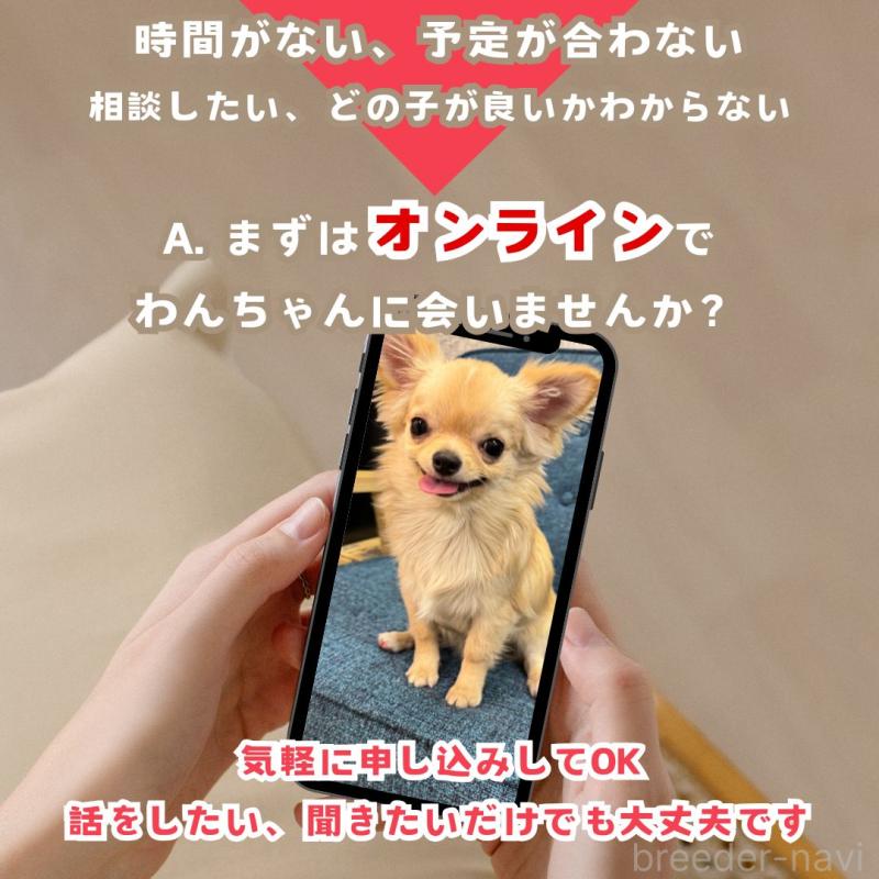 販売中の群馬県のミニチュアダックスフンド(ロングヘアード)-428613の19枚目