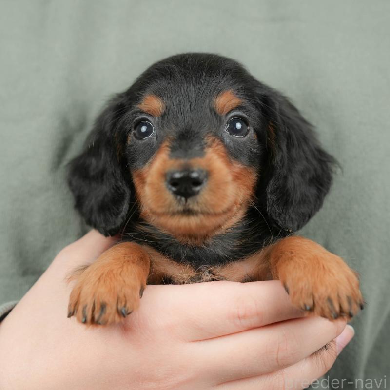 販売中の群馬県のミニチュアダックスフンド(ロングヘアード)-428613