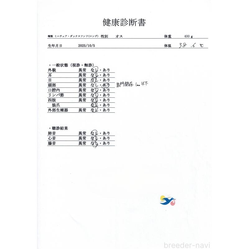 販売中の群馬県のミニチュアダックスフンド(ロングヘアード)-428613の9枚目
