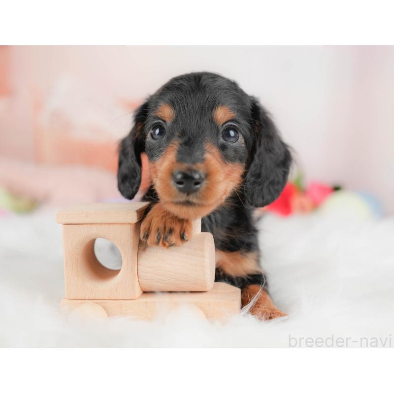 販売中の群馬県のミニチュアダックスフンド(ロングヘアード)-428613の8枚目