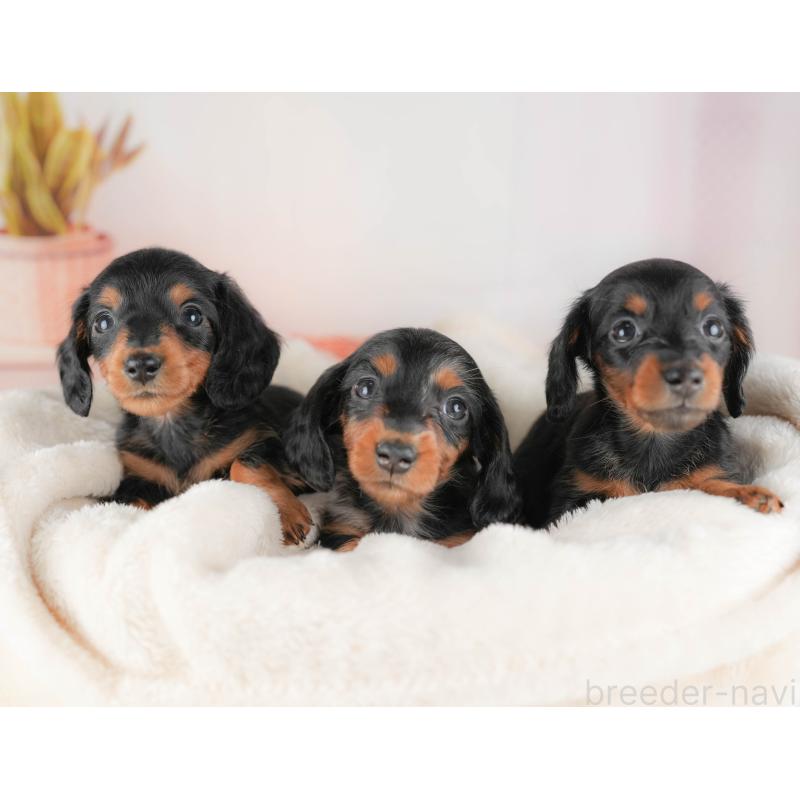 販売中の群馬県のミニチュアダックスフンド(ロングヘアード)-428613の7枚目