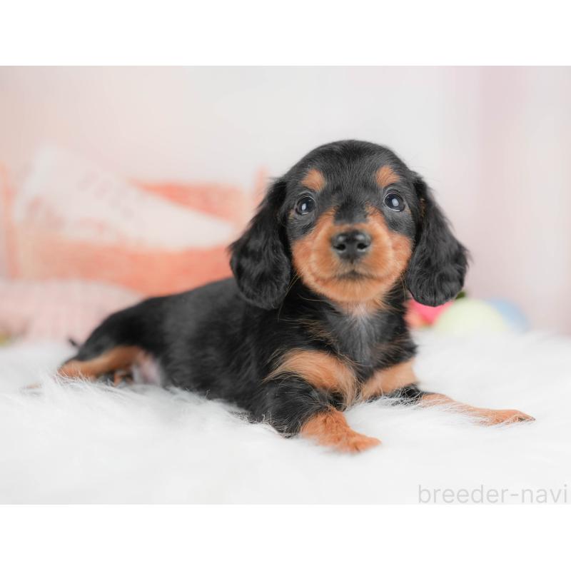 販売中の群馬県のミニチュアダックスフンド(ロングヘアード)-428613の6枚目