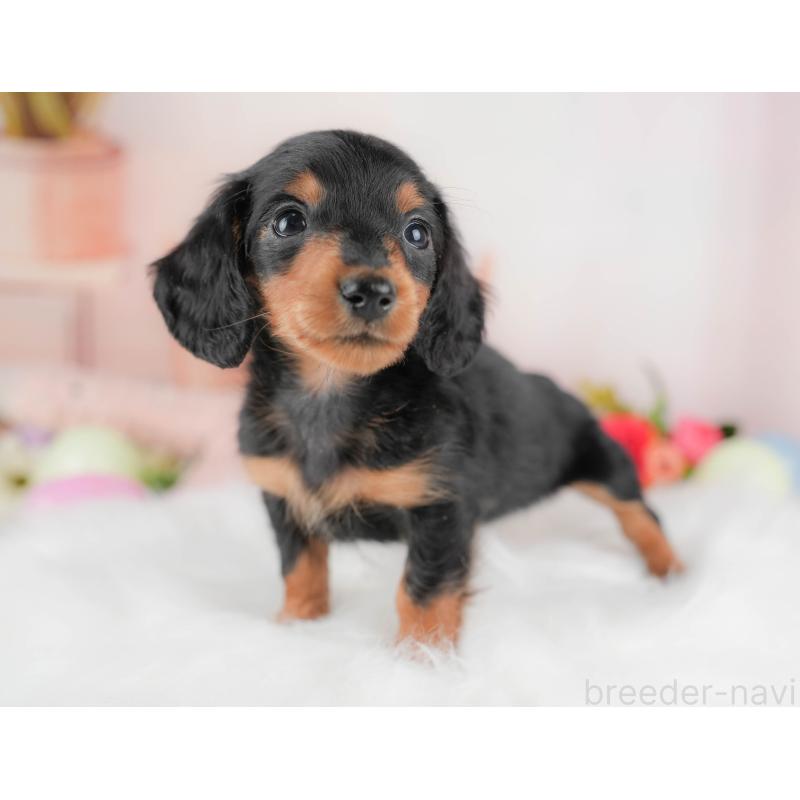 販売中の群馬県のミニチュアダックスフンド(ロングヘアード)-428613の5枚目