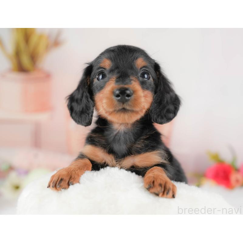 販売中の群馬県のミニチュアダックスフンド(ロングヘアード)-428613の4枚目