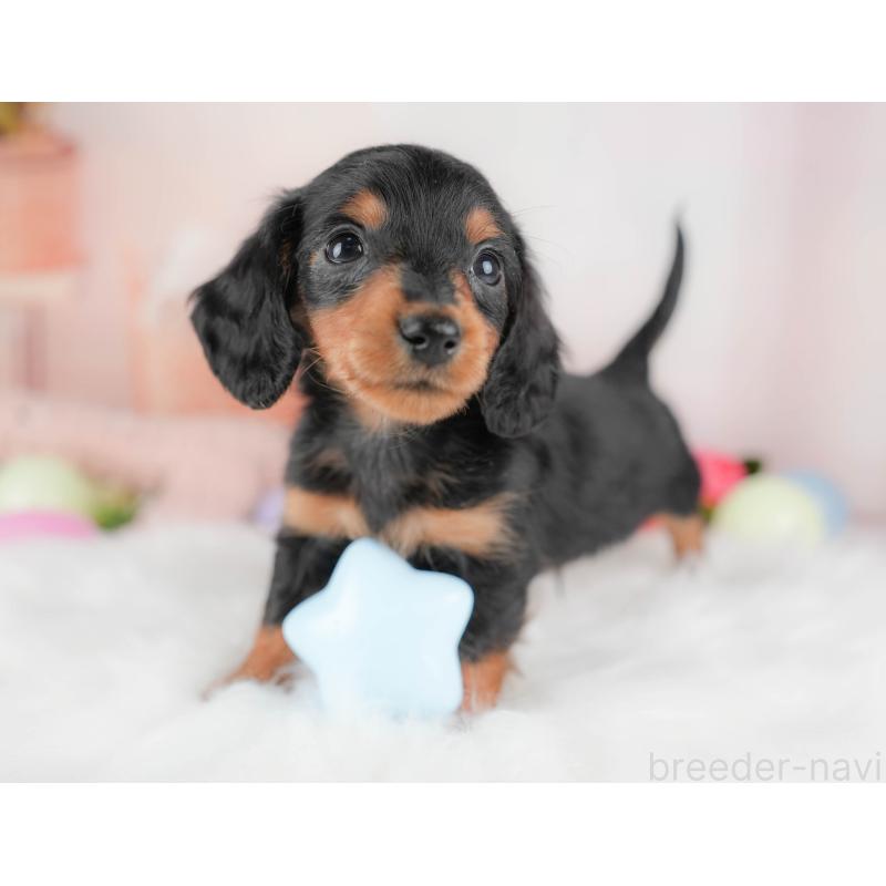 販売中の群馬県のミニチュアダックスフンド(ロングヘアード)-428613の3枚目