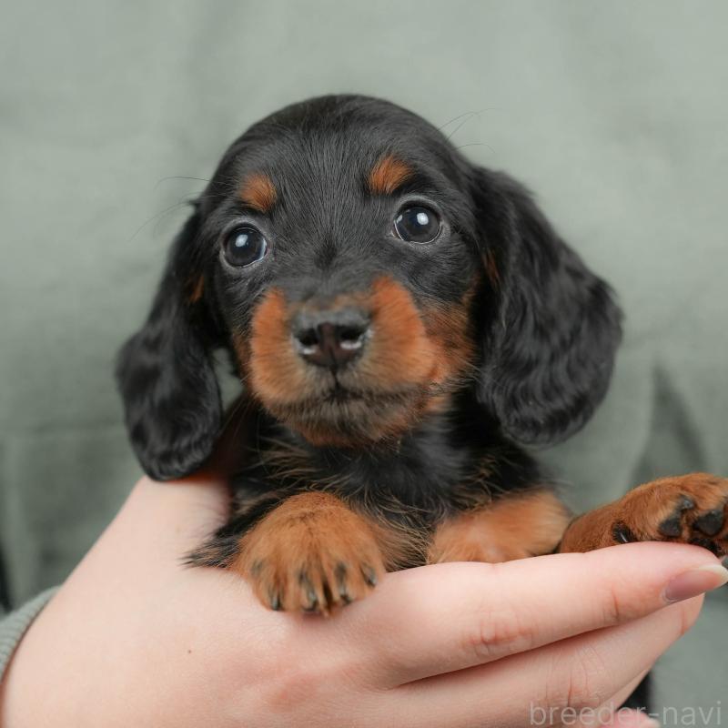 販売中の群馬県のミニチュアダックスフンド(ロングヘアード)-428612の1枚目