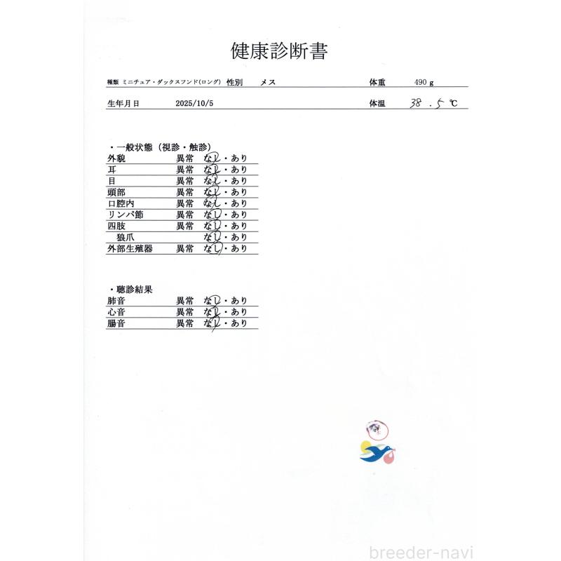 販売中の群馬県のミニチュアダックスフンド(ロングヘアード)-428612の8枚目