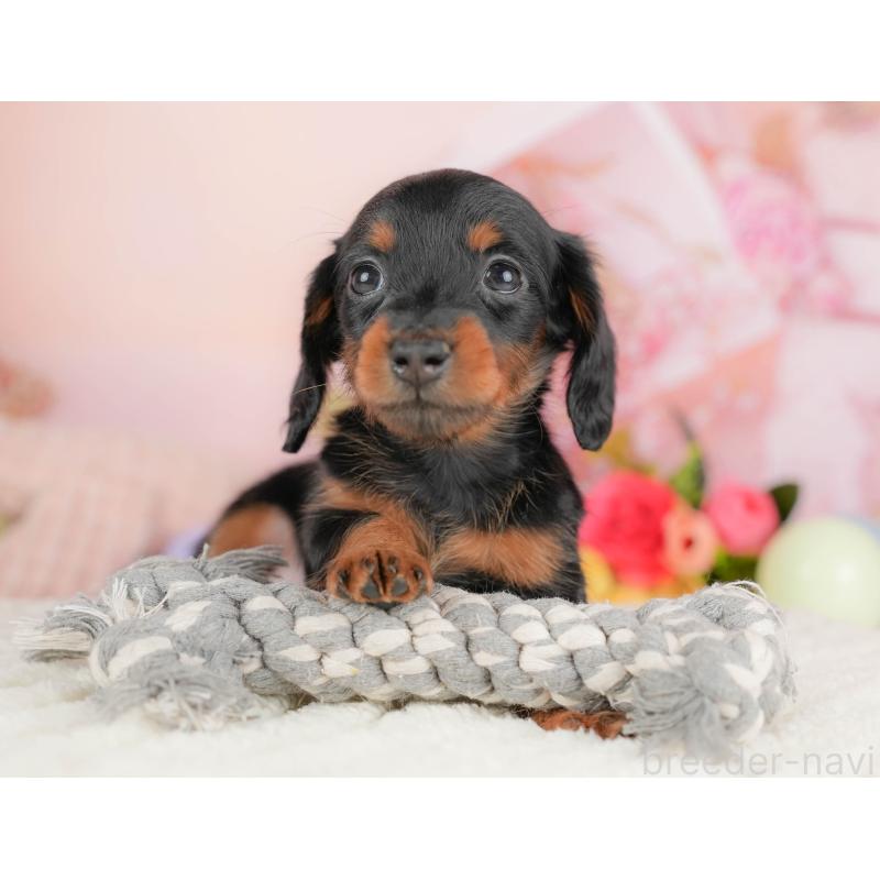 販売中の群馬県のミニチュアダックスフンド(ロングヘアード)-428612の7枚目