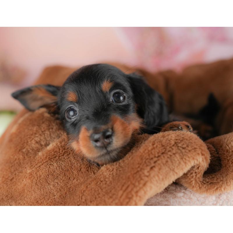 販売中の群馬県のミニチュアダックスフンド(ロングヘアード)-428612の5枚目