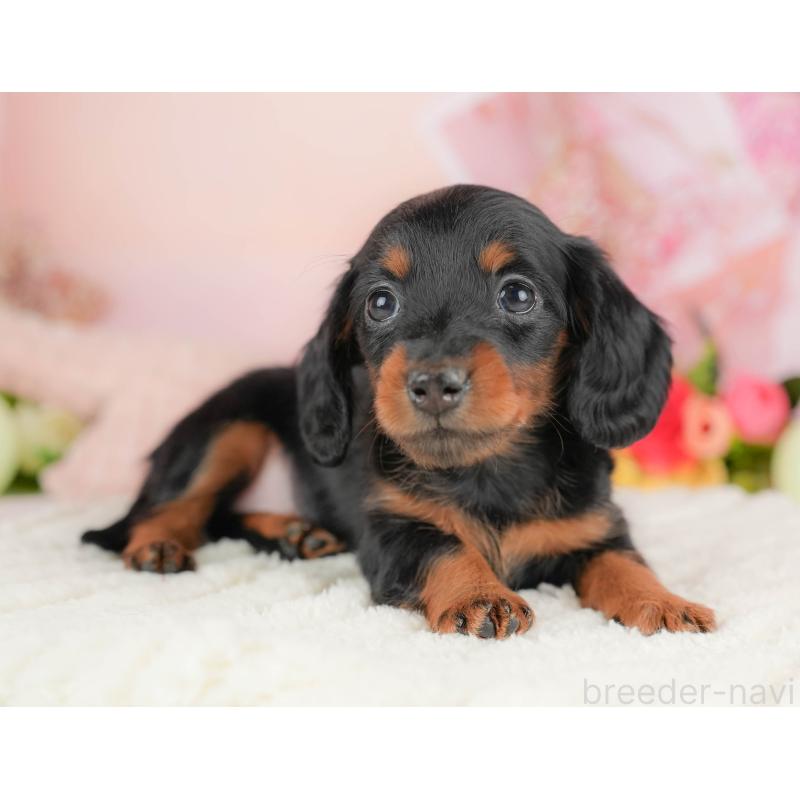 販売中の群馬県のミニチュアダックスフンド(ロングヘアード)-428612の4枚目