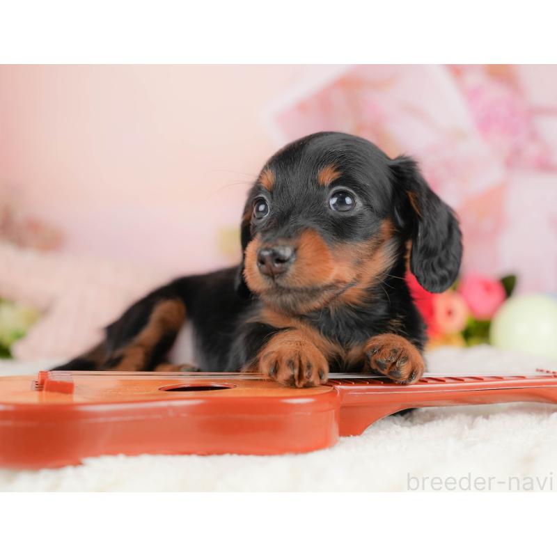 販売中の群馬県のミニチュアダックスフンド(ロングヘアード)-428612の3枚目