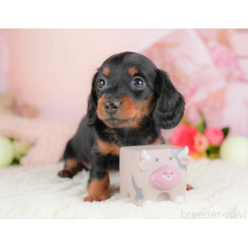 販売中の群馬県のミニチュアダックスフンド(ロングヘアード)-428612の2枚目