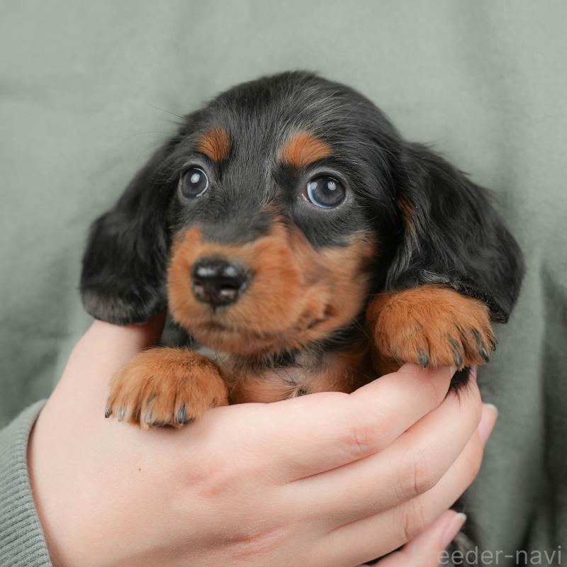 販売中の群馬県のミニチュアダックスフンド(ロングヘアード)-428611