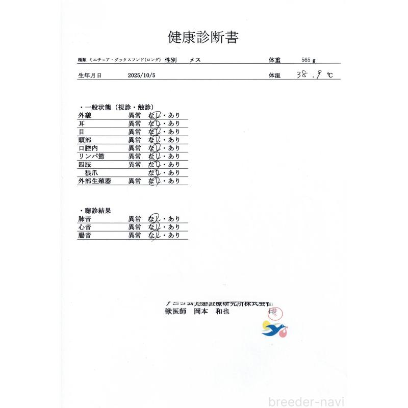 販売中の群馬県のミニチュアダックスフンド(ロングヘアード)-428611の9枚目