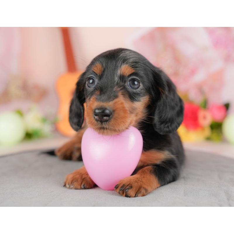 販売中の群馬県のミニチュアダックスフンド(ロングヘアード)-428611の8枚目