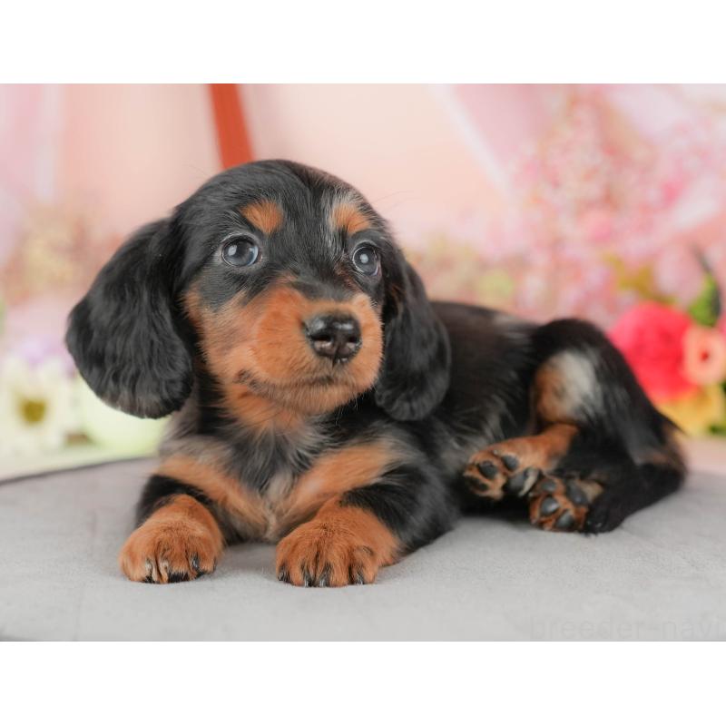 販売中の群馬県のミニチュアダックスフンド(ロングヘアード)-428611の5枚目