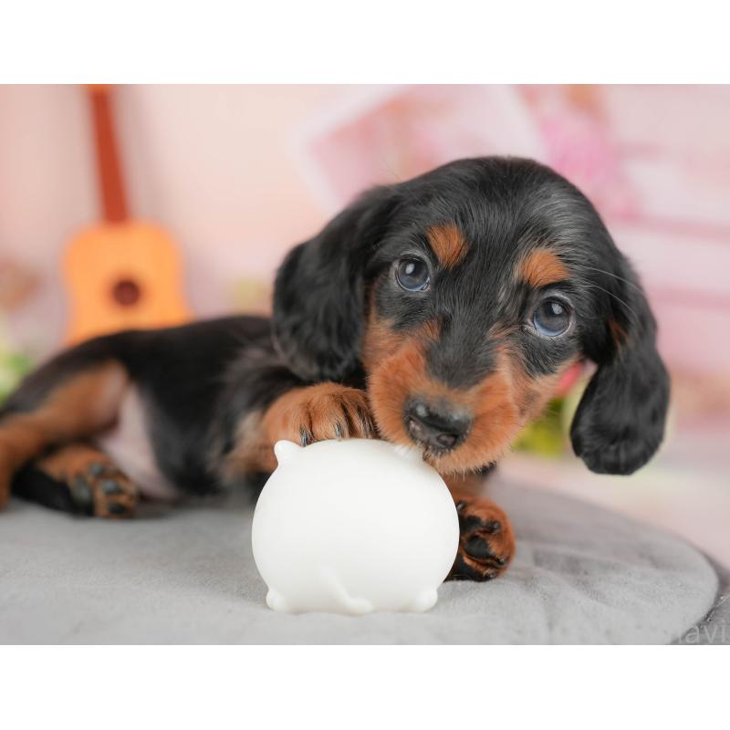 販売中の群馬県のミニチュアダックスフンド(ロングヘアード)-428611の4枚目