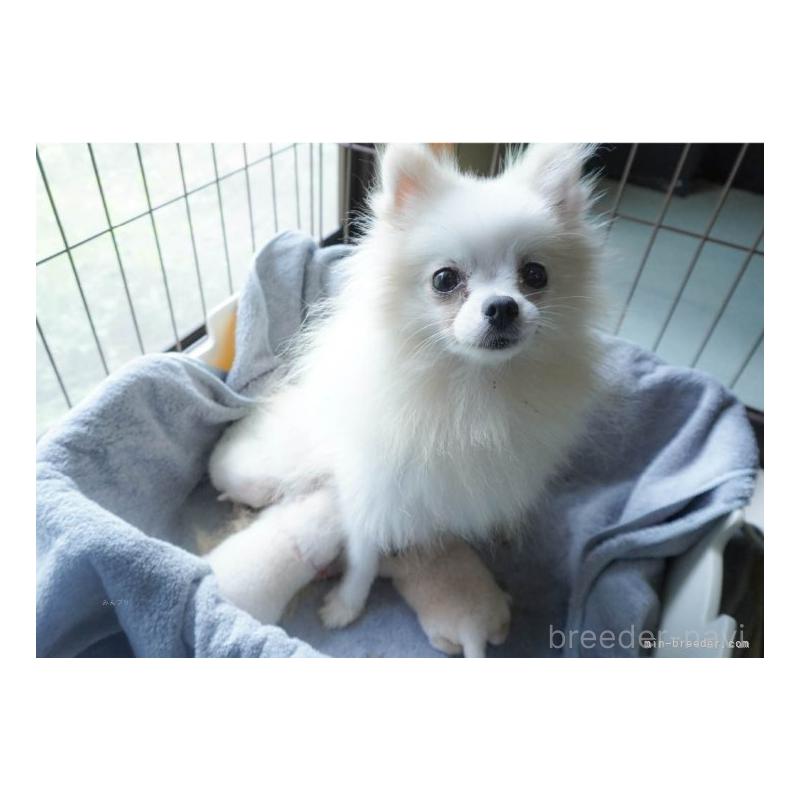 販売中の群馬県のミックス犬-428603の10枚目