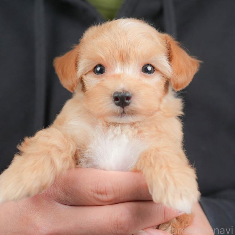 販売中の群馬県のミックス犬-428603