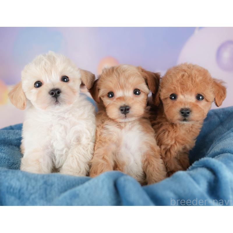 販売中の群馬県のミックス犬-428603の7枚目