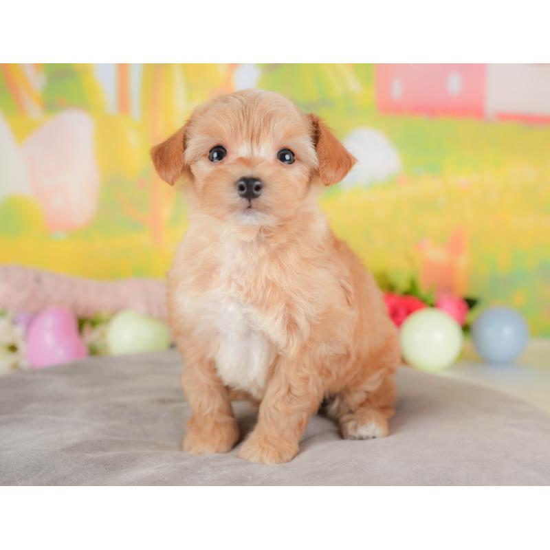 販売中の群馬県のミックス犬-428603の6枚目