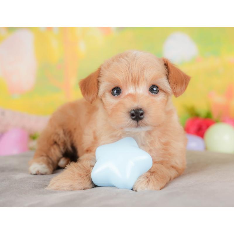 販売中の群馬県のミックス犬-428603の4枚目