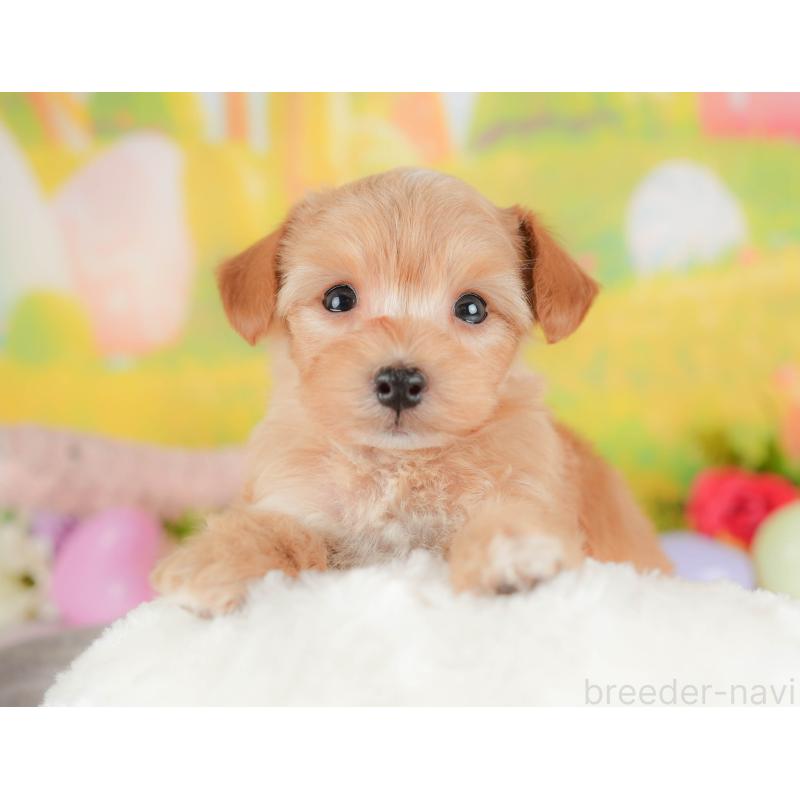 販売中の群馬県のミックス犬-428603の3枚目