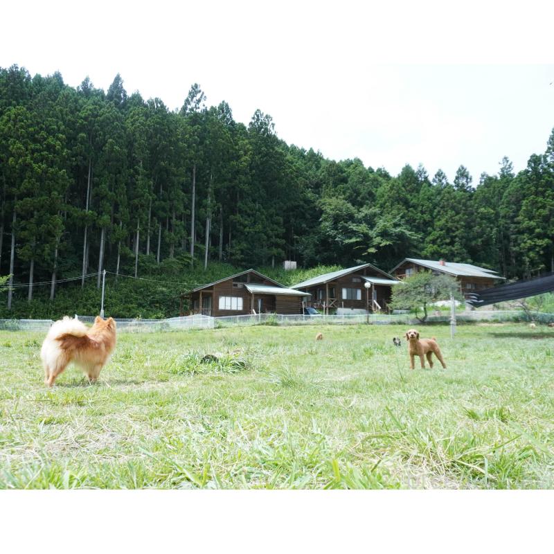 販売中の群馬県のミックス犬-428603の2枚目