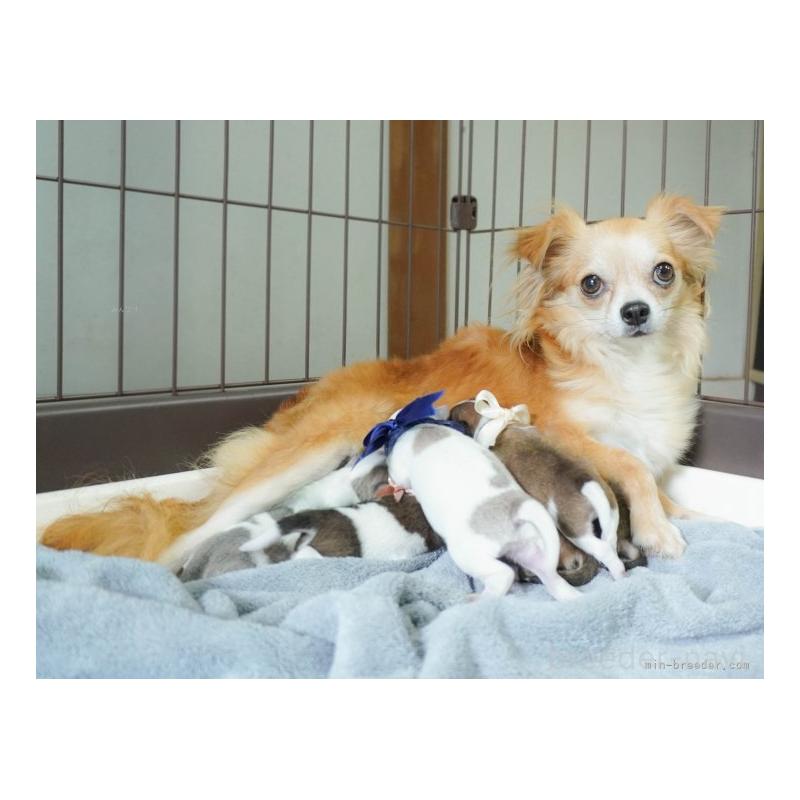 販売中の群馬県のミックス犬-428602の12枚目