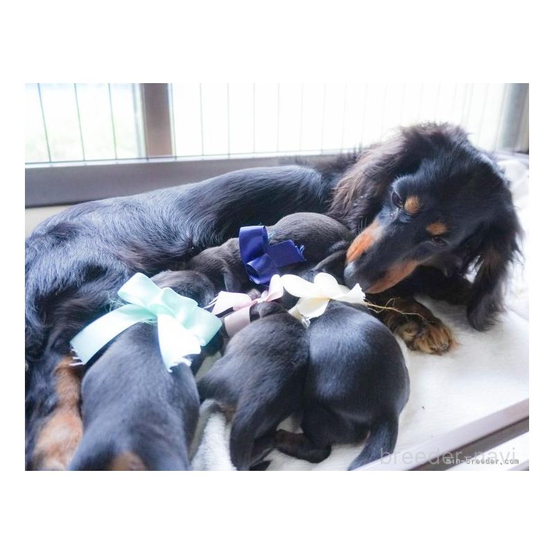 販売中の群馬県のミックス犬-428602の11枚目