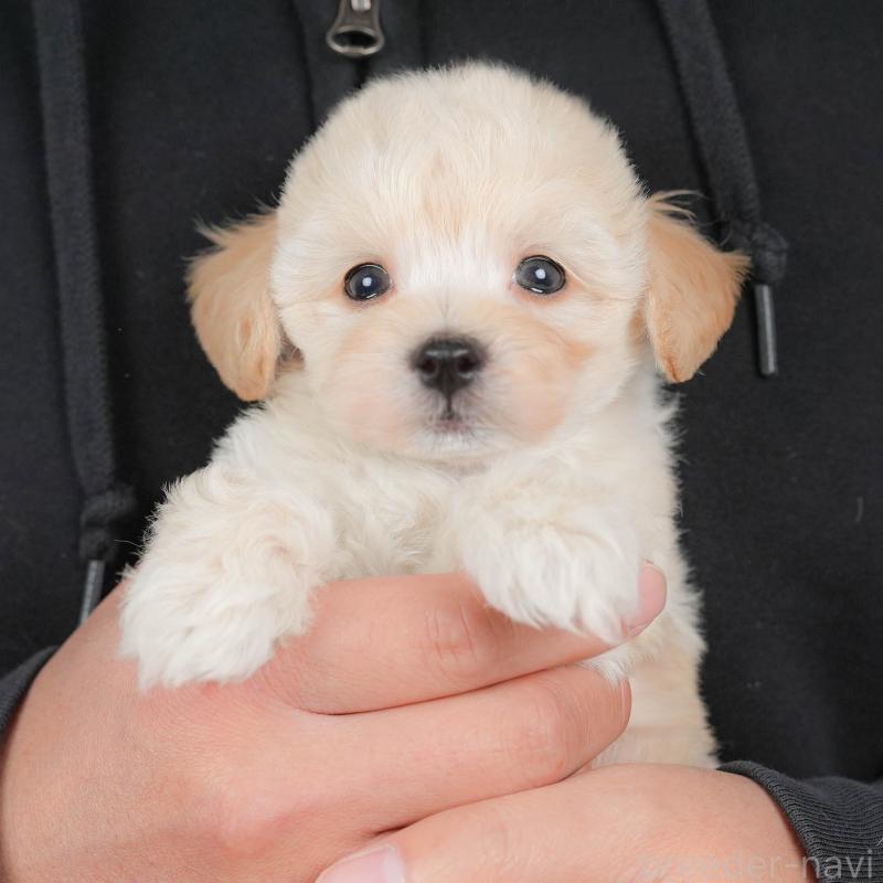 販売中の群馬県のミックス犬-428602の1枚目