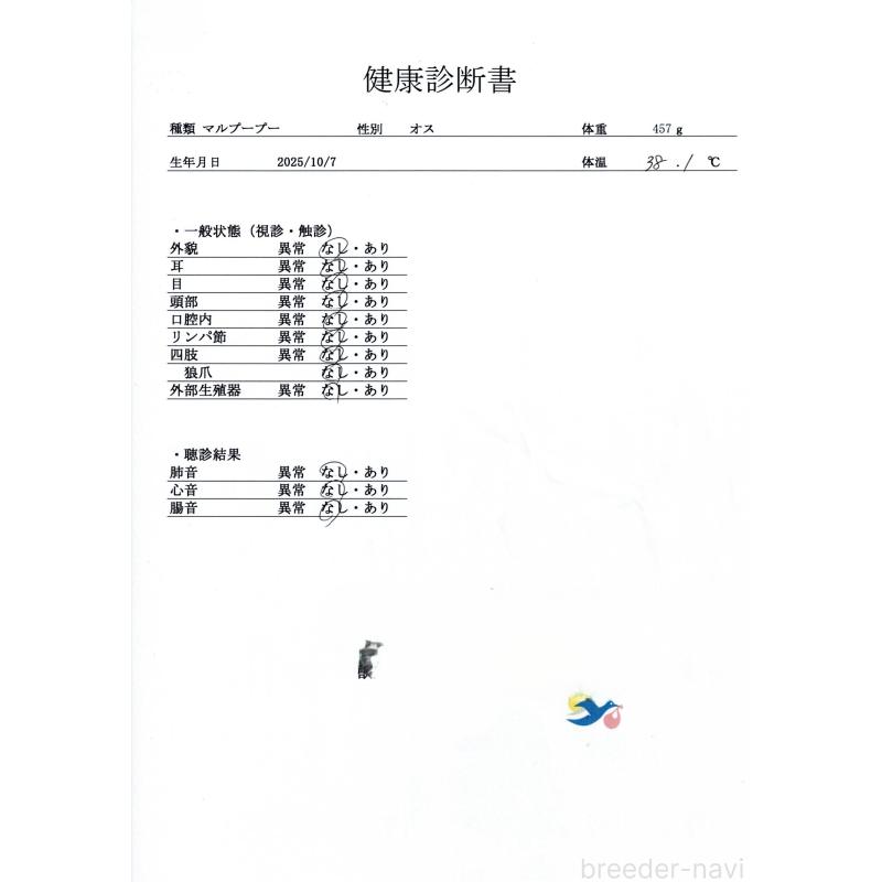 販売中の群馬県のミックス犬-428602の9枚目