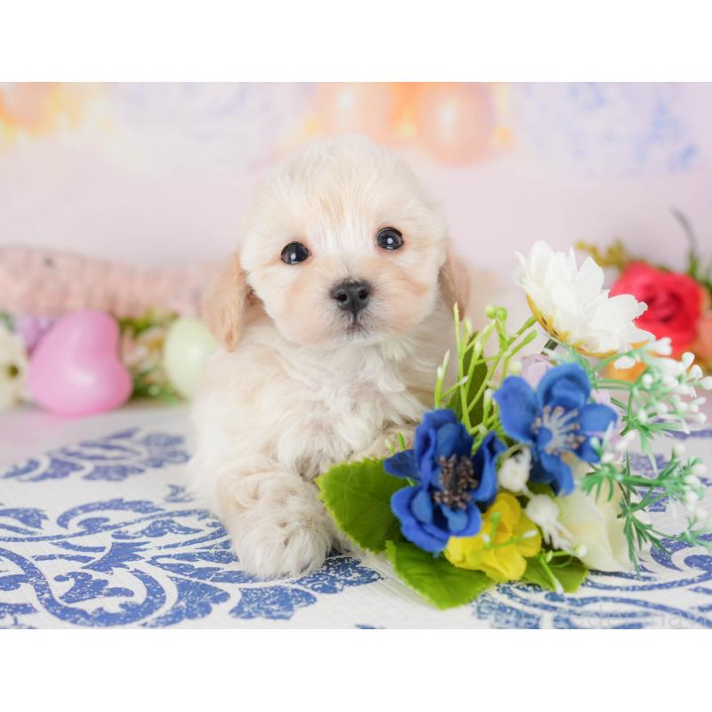 販売中の群馬県のミックス犬-428602の8枚目