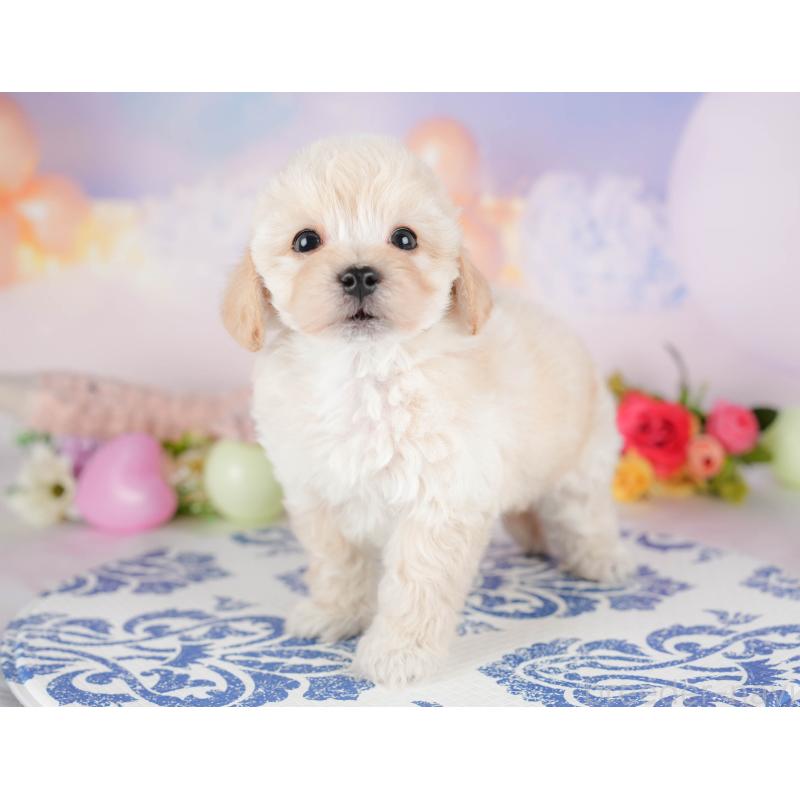 販売中の群馬県のミックス犬-428602の6枚目