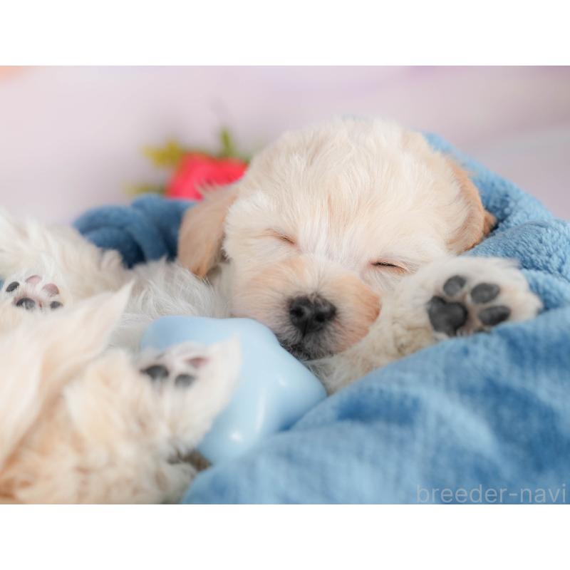 販売中の群馬県のミックス犬-428602の5枚目