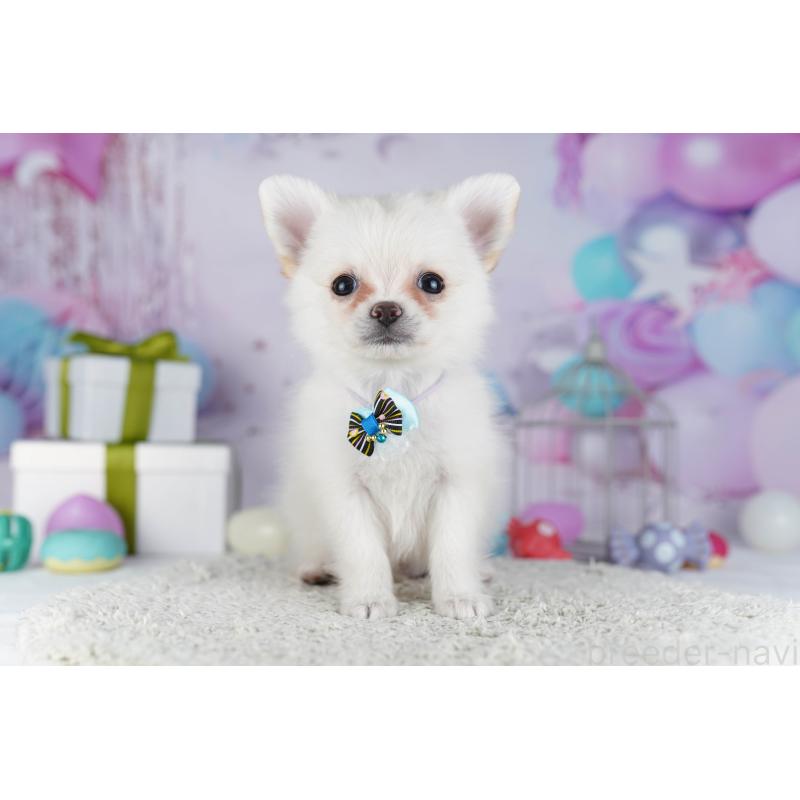 販売中の東京都のポメチワ:ポメラニアン×チワワ-429237