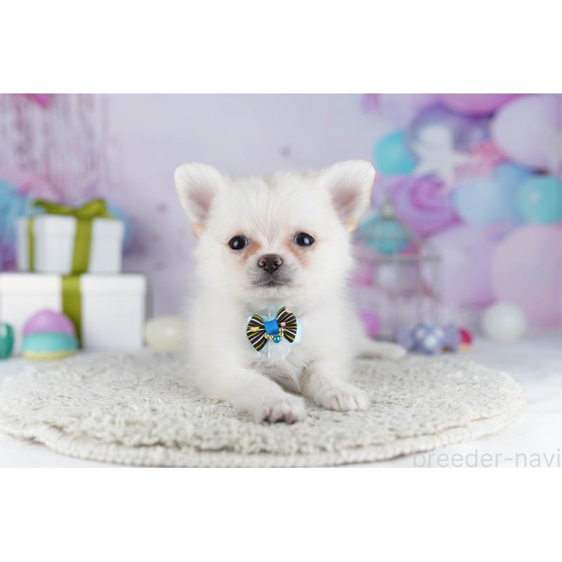 販売中の東京都のポメチワ:ポメラニアン×チワワ-429237の3枚目